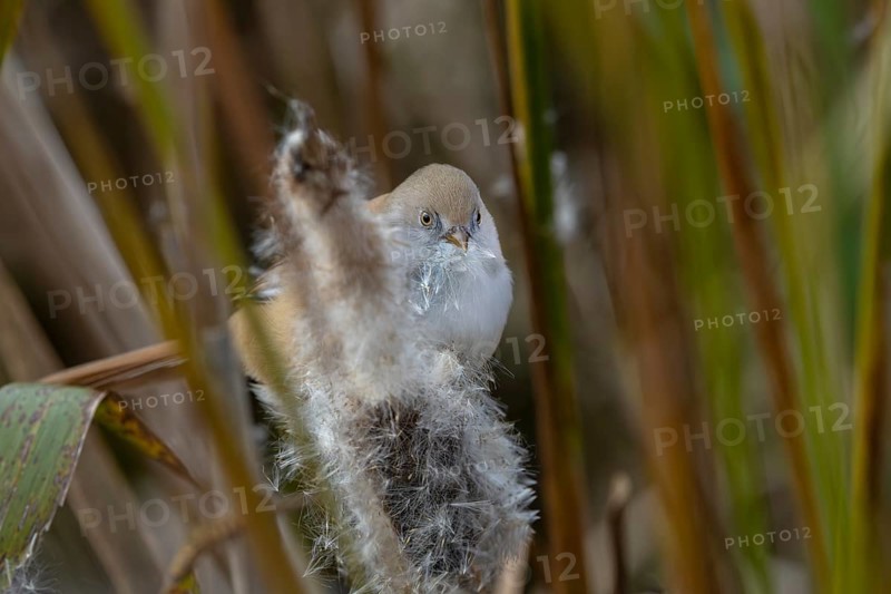 A female bearded tit (Panurus biarmicus) sits on a cattail and eats its seeds, reed dweller, Denmark