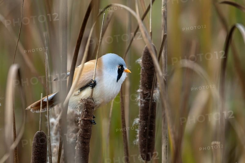 A male bearded tit (Panurus biarmicus) sits on a cattail and eats its seeds, reed dweller, Denmark