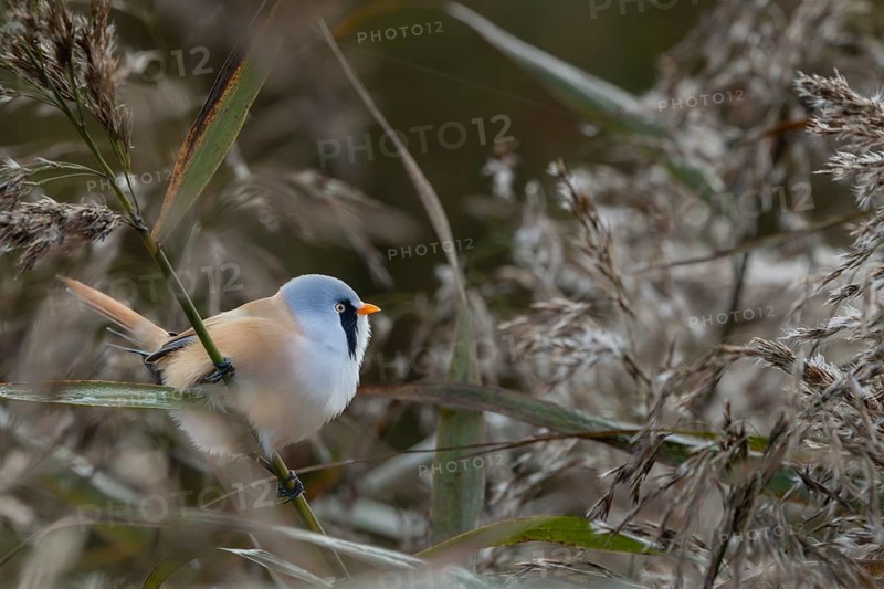 A male bearded tit (Panurus biarmicus) foraging among reeds, reed dweller, Denmark