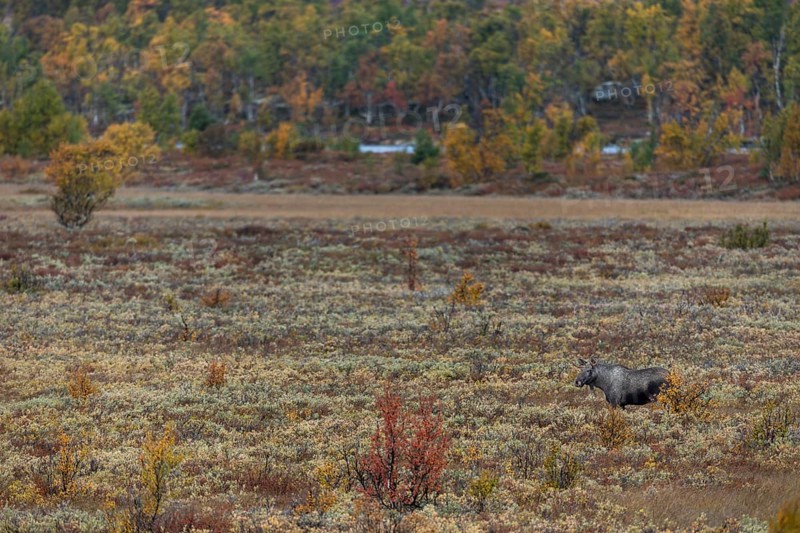 At the end of September, a few days in front of the start of the rut, bull moose (Alces alces) often travel long distances in search of rutting females, rutting season, Ruska, autumn, Norway