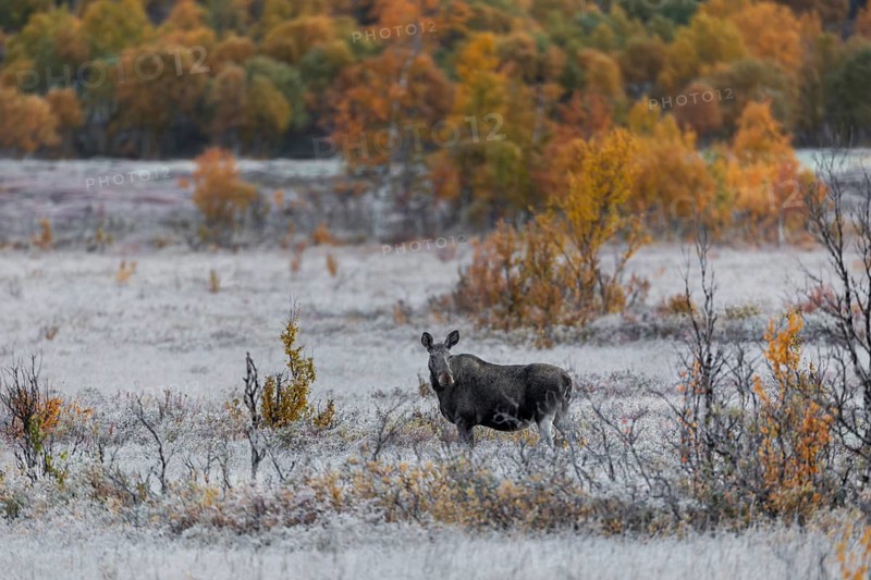 A cow moose (Alces alces) in the early morning in an autumn landscape with hoarfrost, rutting season, Ruska, autumn, Norway