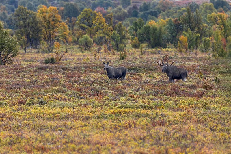 The moose bull (Alces alces) shows a clear interest in the moose cow, which is not yet in heat, rutting season, Ruska, autumn, Norway