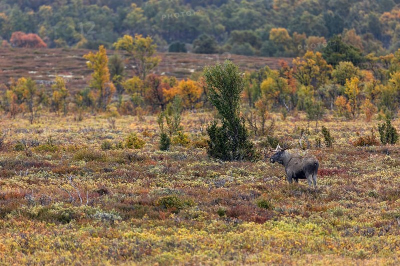 A nearby cow moose (Alces alces) arouses the interest of the young bull moose, rutting season, Ruska, autumn, Norway