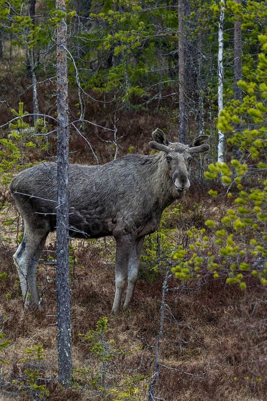 A bull moose (Alces alces) in the Swedish taiga, May, Sweden