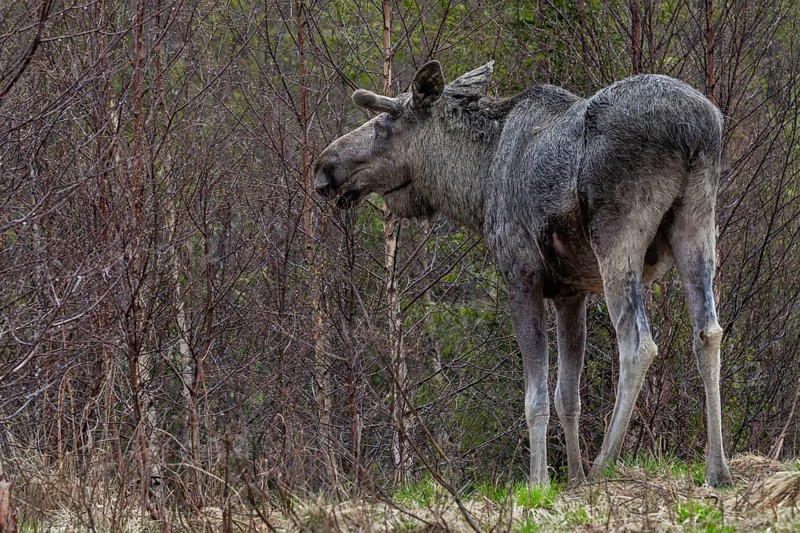 Bull moose (Alces alces) grazing the first fresh leaves of birch trees, May, Sweden