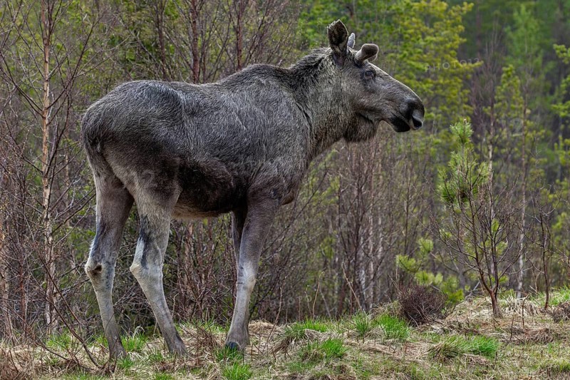 The bull moose (Alces alces) grows new antlers, May, Sweden