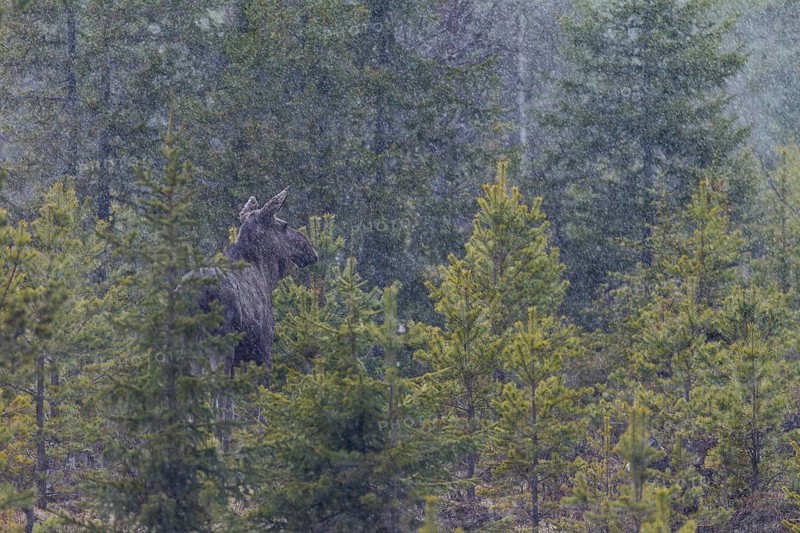 The heavy rain shower does not seem to bother the moose (Alces alces), May, thunderstorm, Sweden