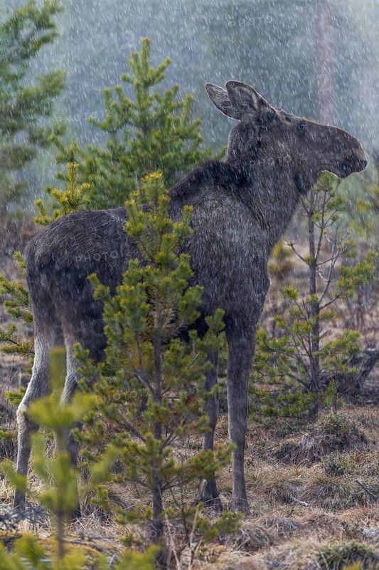 The heavy rain shower does not seem to bother the moose (Alces alces), May, thunderstorm, Sweden