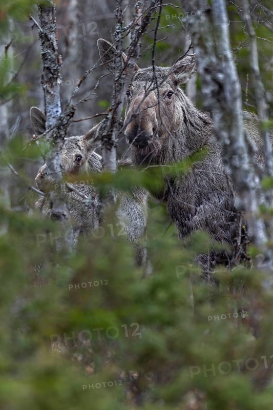 A well camouflaged cow moose (Alces alces) with calf in the dense forest, May, Sweden