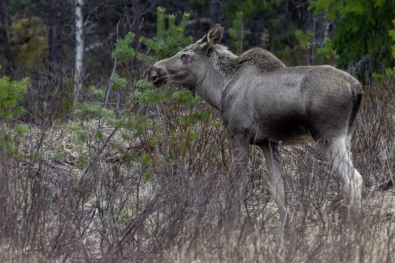 In May, the fresh green in central Sweden is still a long time coming, until then the moose calf (Alces alces) will have to make do with fresh shoots from trees, May, Sweden
