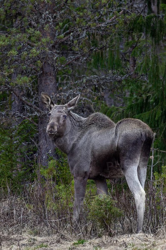 While the cow moose (Alces alces) retreats into the undergrowth as soon as I arrive, the calf continues to graze confidently and barely notices me, May, Sweden