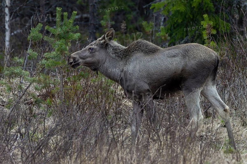 An alert eyed moose calf (Alces alces), May, Sweden