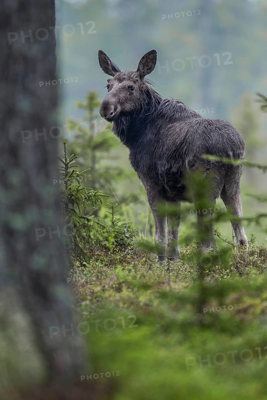 In the late afternoon, the young bull moose (Alces alces) becomes active again and starts looking for food, May, Sweden