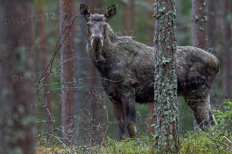 Young bull moose (Alces alces) looking attentively at the photographer, May, Sweden