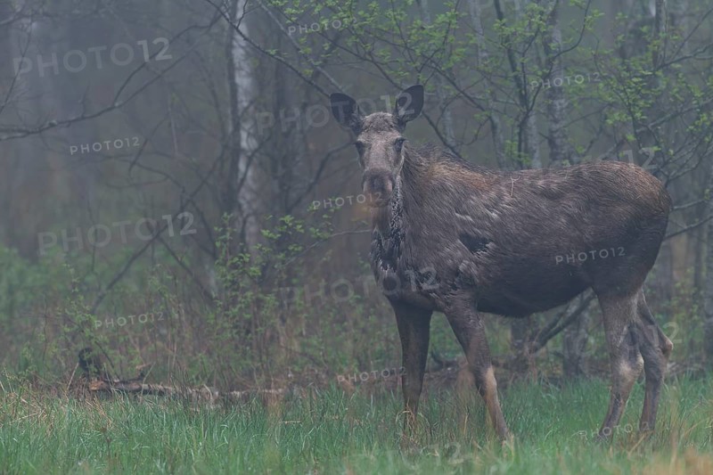 A moose cow (Alces alces) grazing the fresh grass on a forest meadow in the early morning, May, morning mist, Sweden