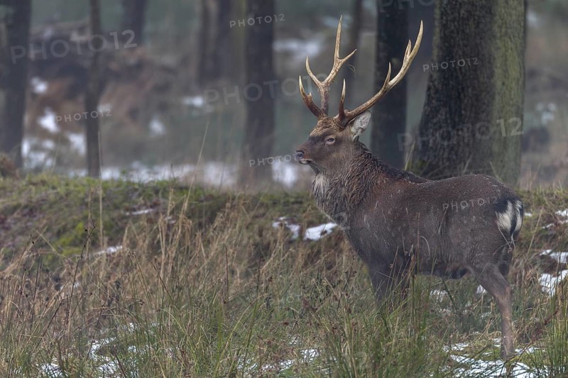 Sika deer (Cervus nippon) standing securely at the edge of the forest, subspecies Manchurian sika deer, winter, cold, frost, Germany