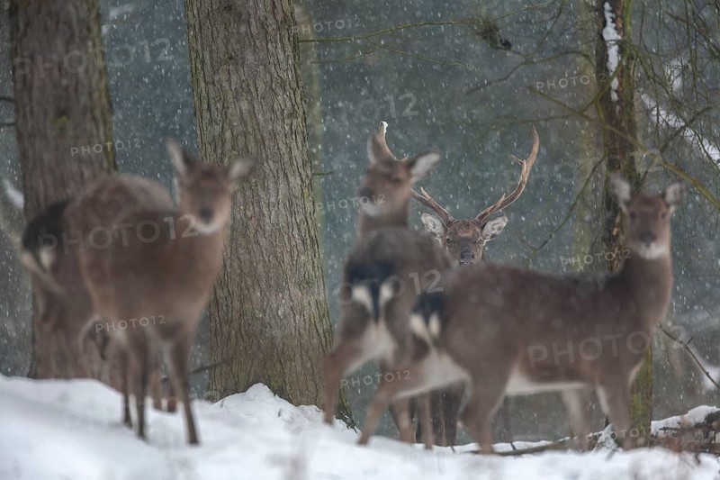 Sika deer herd (Cervus nippon) in the winter forest, subspecies Manchurian sika deer, winter, snowfall, cold, frost, Germany