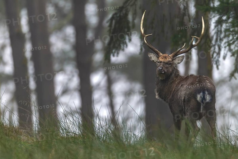 A sika deer (Cervus nippon) standing securely at the edge of the forest, subspecies Manchurian sika deer, Germany