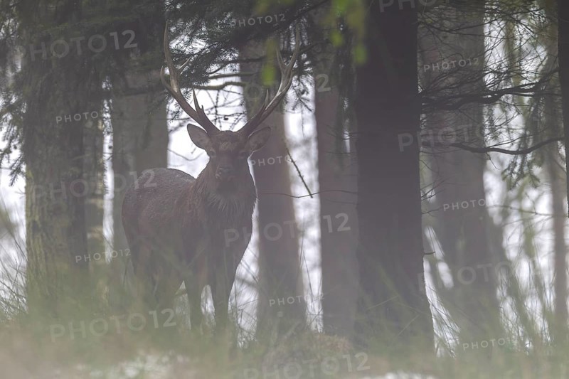 Sika deer (Cervus nippon) in the fog, subspecies Manchurian sika deer, fog, Germany