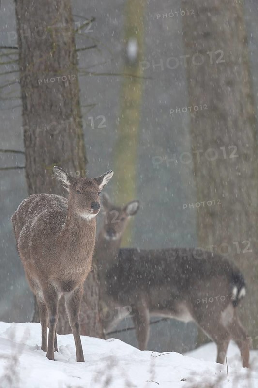 Sika deer (Cervus nippon) females foraging for food, subspecies Manchurian sika deer, winter, snowfall, cold, frost, Germany
