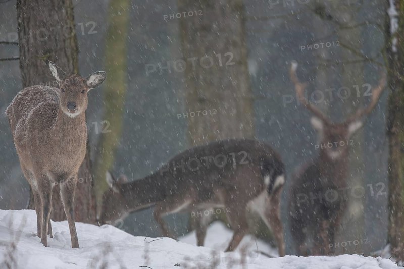 While some females lose interest, the sika deer (Cervus nippon) remains alert, subspecies Manchurian sika deer, winter, snowfall, cold, frost, Germany