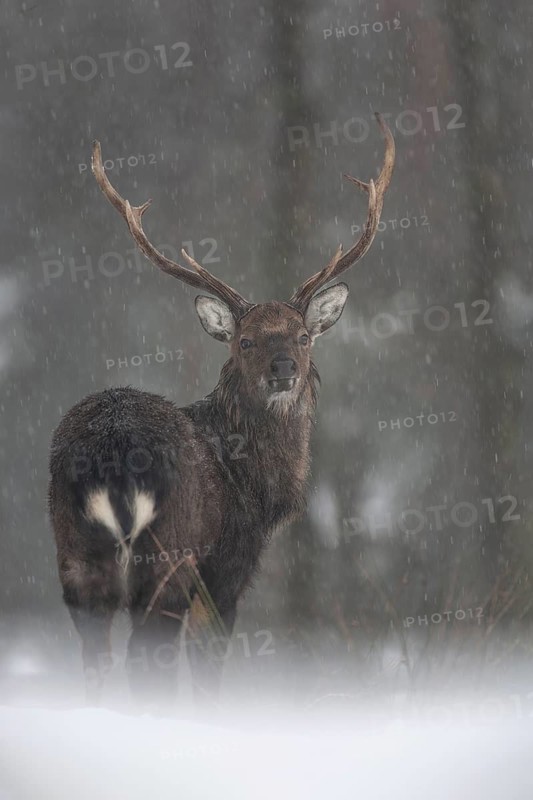 Sika deer (Cervus nippon) in the snow, subspecies Manchurian sika deer, winter, snowfall, cold, frost, Germany