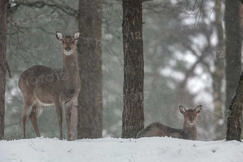 A sika deer (Cervus nippon) female in snowfall, the calf resting next to its mother, subspecies Manchurian sika deer, winter, snowfall, cold, frost, Germany