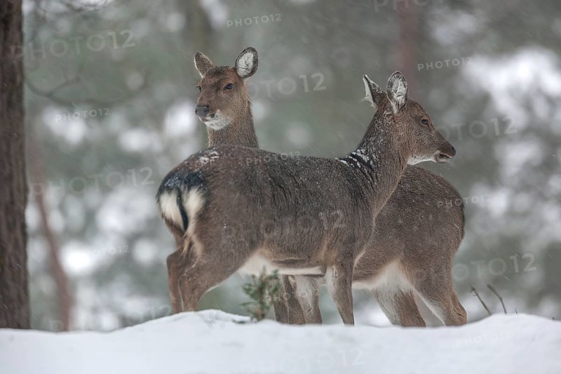 Snow and cold are no problem for the two sika deer (Cervus nippon) females, subspecies Manchurian sika deer, winter, snowfall, frost, Germany