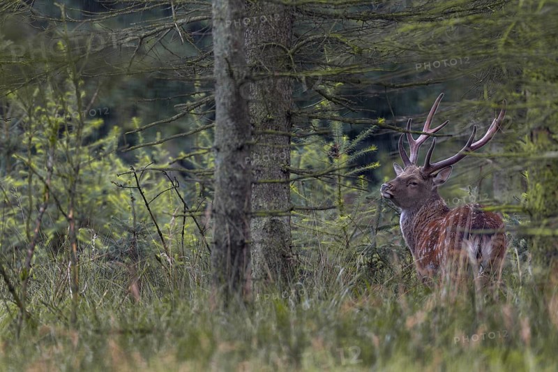 A sika deer (Cervus nippon) with velvet antlers standing securely in the forest, subspecies Manchurian sika deer, summer coat, velvet, Germany