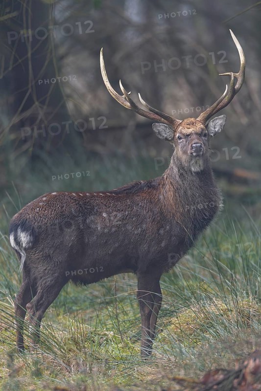 A sika deer (Cervus nippon) standing securely at the edge of the forest, subspecies Manchurian sika deer, Germany