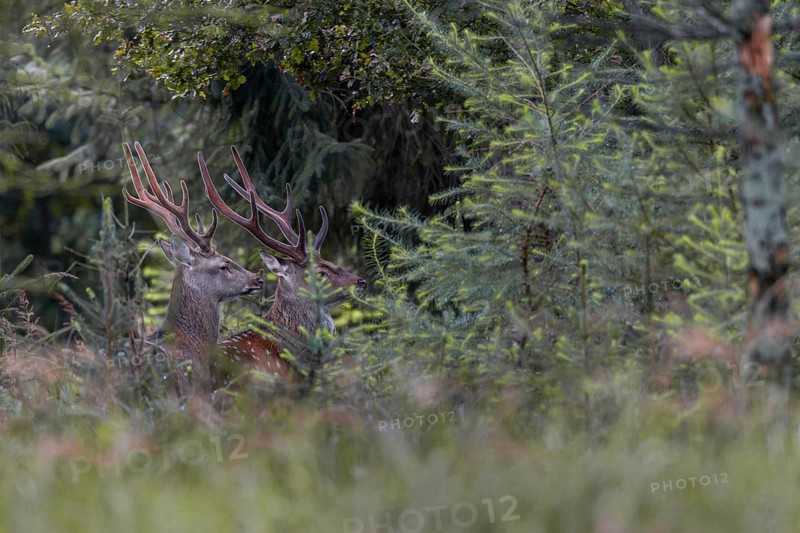 Two sika deer (Cervus nippon) in velvet standing securely in the forest, subspecies Manchurian sika deer, summer coat, velvet, Germany