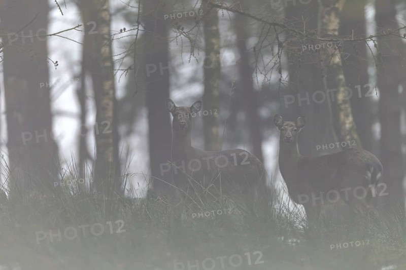 Sikatier (Cervus nippon) and calf in the fog, subspecies Manchurian sika deer, fog, Germany
