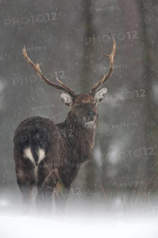 Sika deer (Cervus nippon) in the snow, subspecies Manchurian sika deer, winter, snowfall, cold, frost, Germany