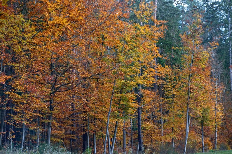 Autumnal beeches (Fagus), Gräfenberg, Upper Franconia, Bavaria, Germany