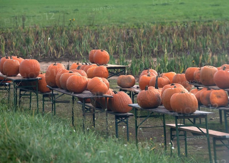 Offered pumpkins (Cucurbita) on beer tables on the street, Erlangen, Middle Franconia, Bavaria, Germany