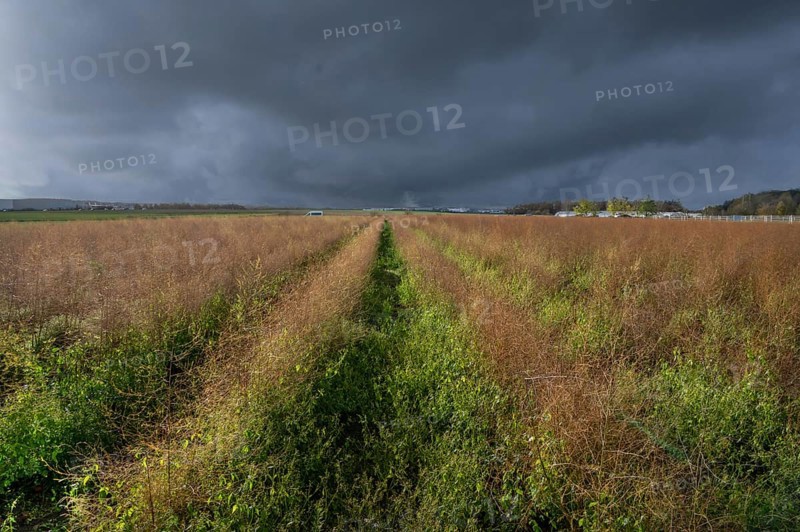 Asparagus (Asparagus officinalis) in autumn colour, stormy sky, Eckental, Middle Franconia, Bavaria, Germany