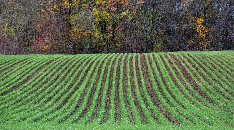 Winter wheat sprouting in rows, Eckental, Middle Franconia, Bavaria, Germany
