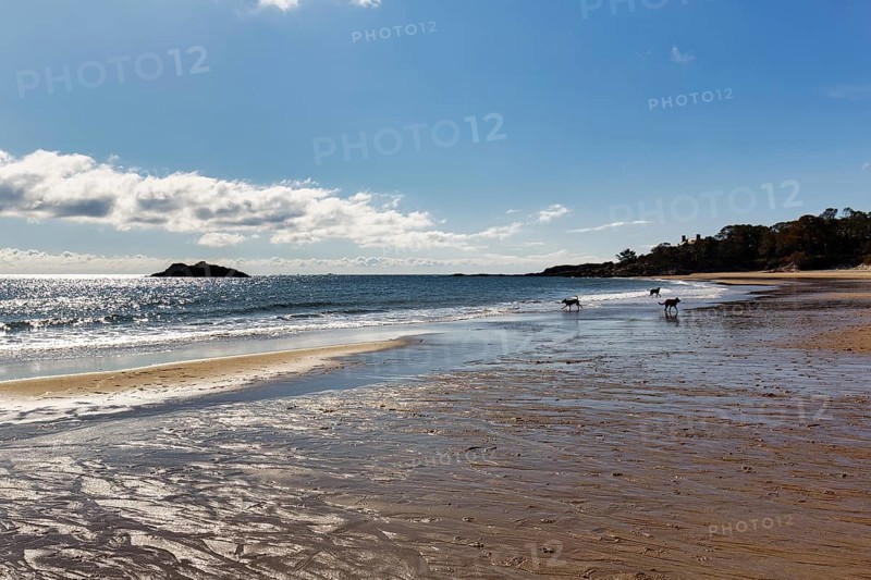 Three dogs playing on the beach, sandy beach, back light, Singing Beach, Manchester-by-the-Sea, Cape Ann, Massachusetts, New England, USA
