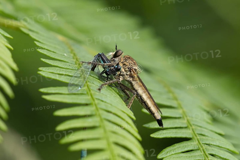 Kite-tailed robberfly (Machimus atricapillus) adult insect eating a damselfly on a fern leaf in summer, England, United Kingdom