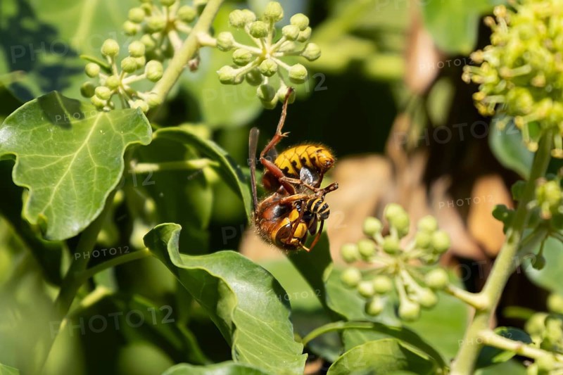 European hornet (Vespa crabro) adult insect eating an Ivy bee in a hedgerow in summer, England, United Kingdom