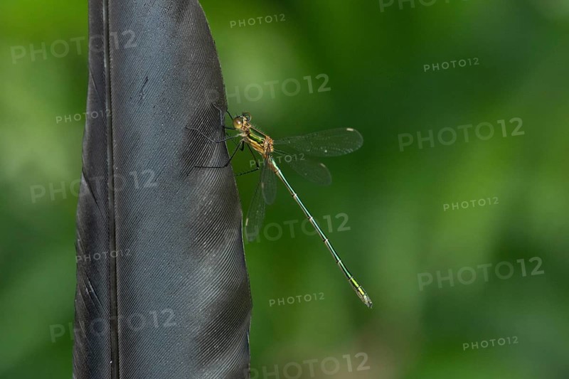 Emerald damselfly (Lestes sponsa) adult insect resting on a bird feather in summer, England, United Kingdom