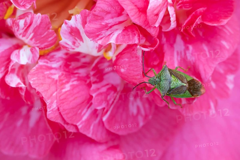 Hawthorn shieldbug (Acanthosoma haemorrhoidale) adult insect on a garden Camellia flower in springtime, England, United Kingdom