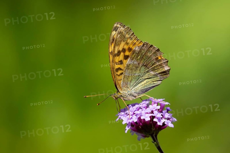 Silver-washed fritillary butterfly (Argynnis paphia) adult insect feeding on a garden Verbena bonariensis flower in summer, England, United Kingdom
