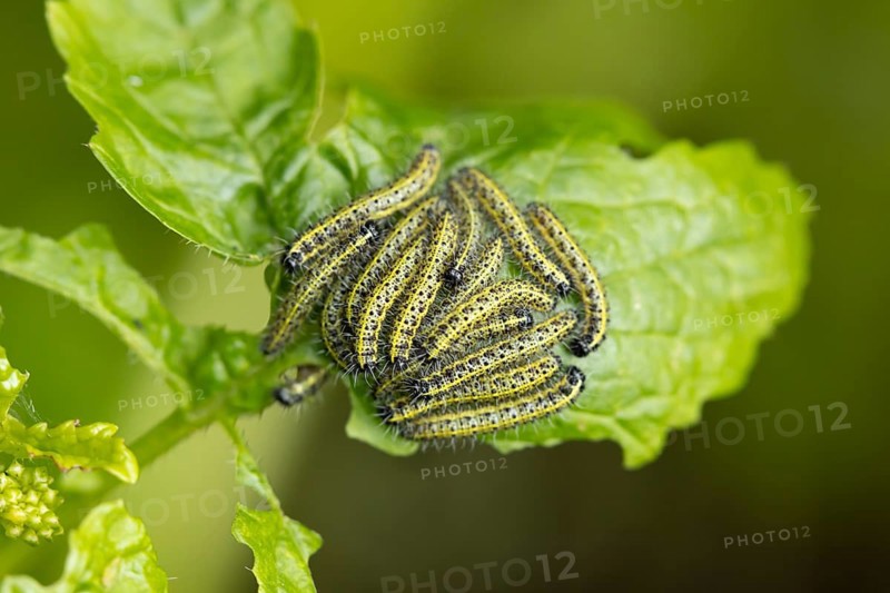 Large or Cabbage white butterfly (Pieris brassicae) juvenile larva caterpillars pest feeding on garden brassica plant leaves in summer, England, United Kingdom