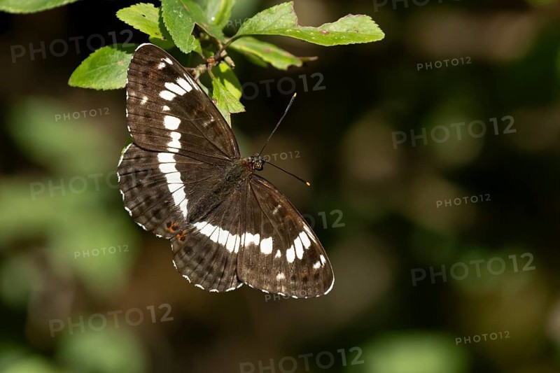 White admiral butterfly (Limenitis camilla) adult insect on a tree leaf in a woodland in summer, England, United Kingdom