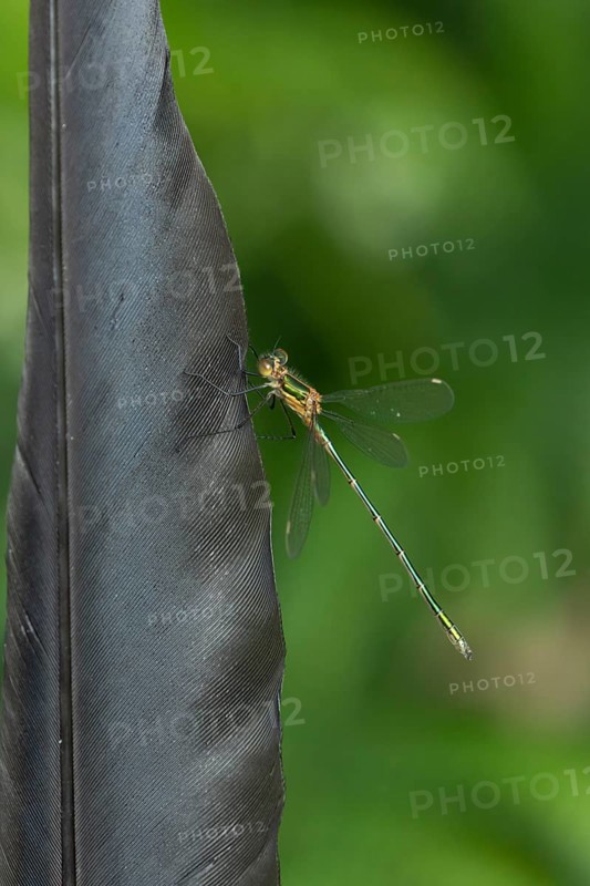 Emerald damselfly (Lestes sponsa) adult insect resting on a bird feather in summer, England, United Kingdom