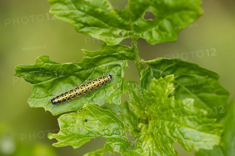 Large or Cabbage white butterfly (Pieris brassicae) juvenile larva caterpillar pest feeding on garden brassica plant leaves in summer, England, United Kingdom