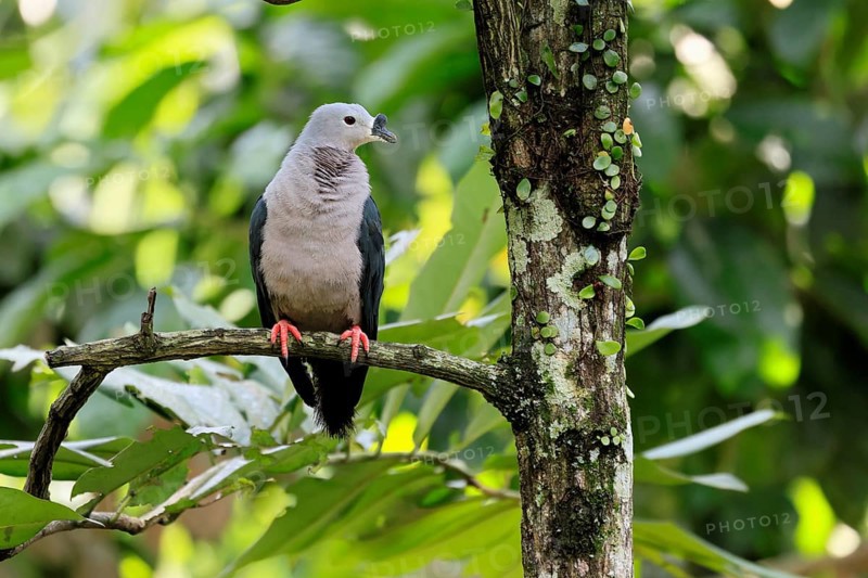 Tonga Fruit Dove (Ducula pacifica), Pacific Fruit Dove, adult, on tree, alert, Pacific Islands, Oceania