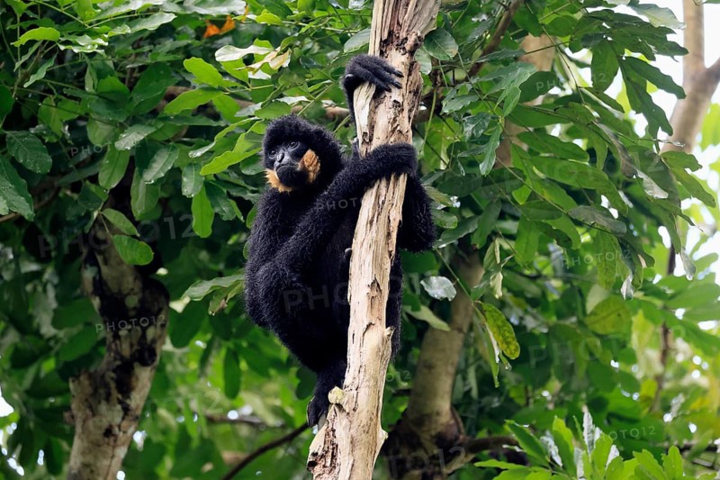 Southern yellow-cheeked gibbon (Nomascus gabriellae), adult, male, sitting, on tree, alert, Southeast Asia