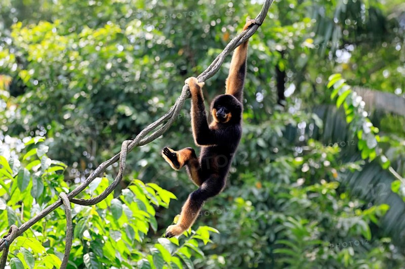 Southern yellow-cheeked gibbon (Nomascus gabriellae), adult, male, climbing, swinging, on tree, Southeast Asia